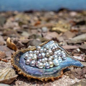 pearls in shell